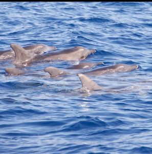 avistamiento de delfines